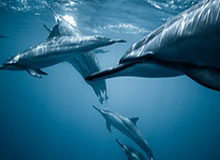 体育资讯-周鹏赛季精彩瞬间：命中生涯第一千记三分，排名历史第十四